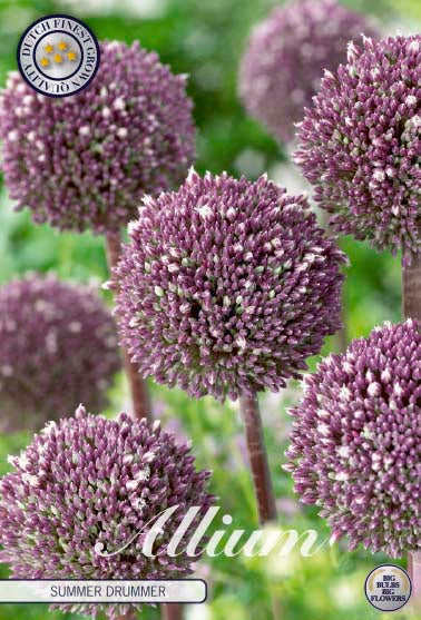 Allium Summer Drummer 3-pack