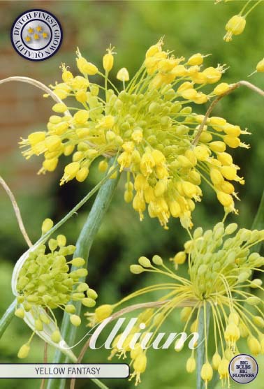 Allium Yellow Fantasy 5-pack