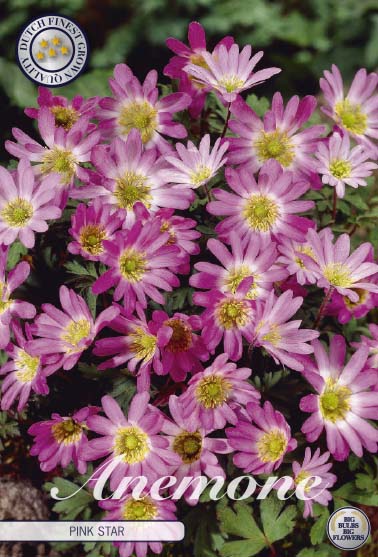 Anemone Pink Star 10-pack