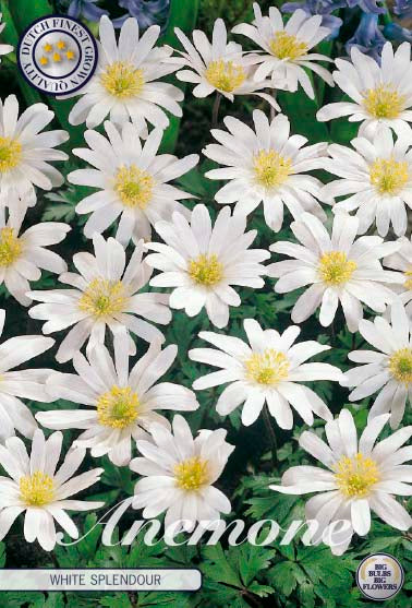 Anemone White Splendour 10-pack