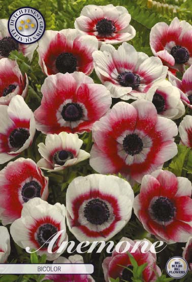 Anemone Bicolor 20-pack
