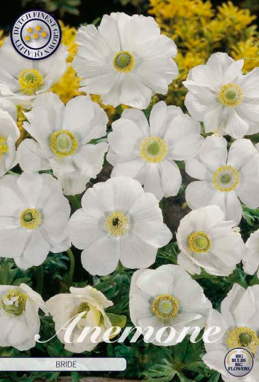 Anemone Bride 20-pack