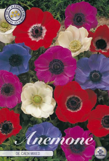 Anemone Caen Mixed 20-pack