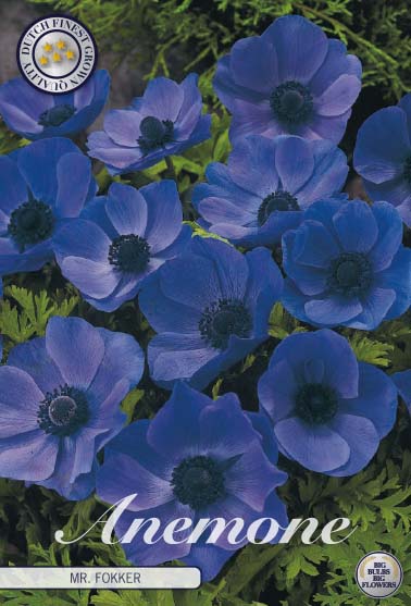 Anemone Mr. Fokker 20-pack