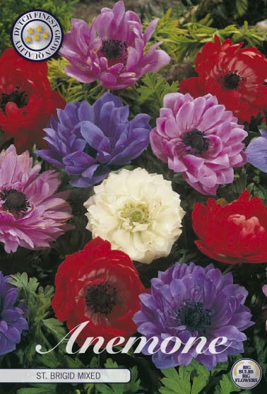 Anemone St. Brigid Mixed 20-pack