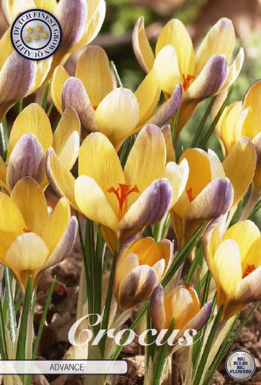 Crocus Advance 10-pack