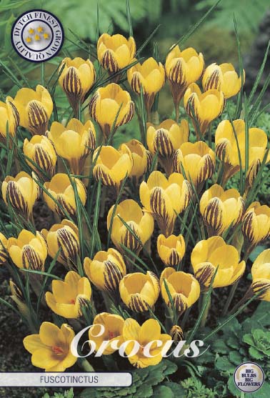 Crocus Fuscotinctus 20-pack