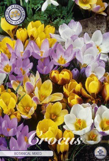 Crocus Botanical Mixed 20-pack