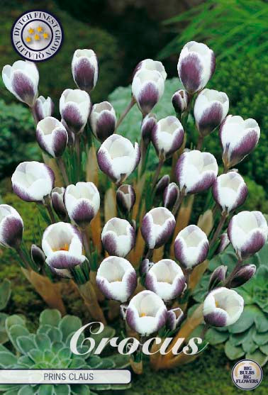 Crocus Prins Claus 20-pack