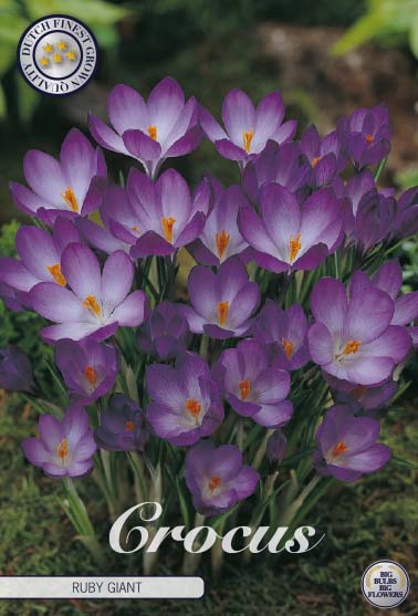 Crocus Ruby Giant 20-pack