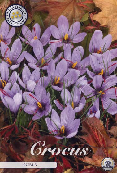 Crocus Sativus 10-pack