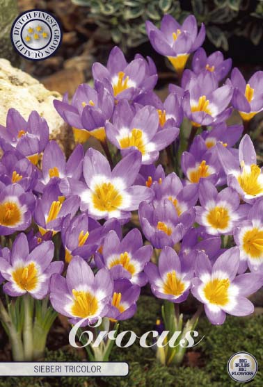 Crocus Sieberi Tricolor 20-pack