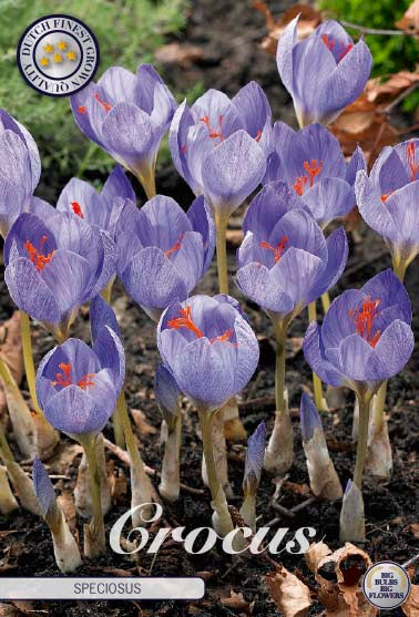 Crocus Speciosus 15-pack