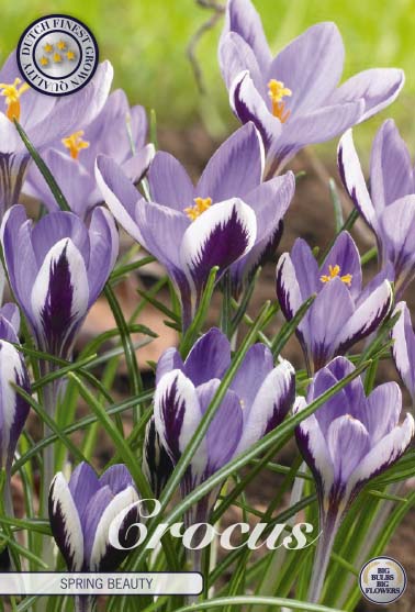 Crocus Spring Beauty 20-pack