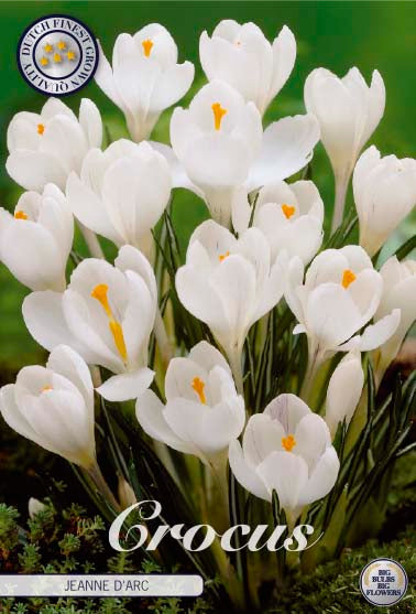 Crocus Jeanne D´Arc 10-pack