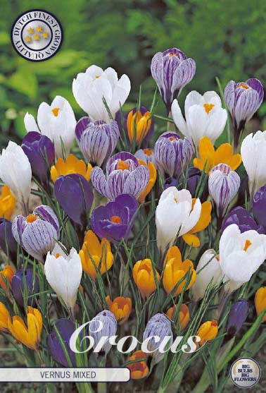 Crocus Mixed 10-pack