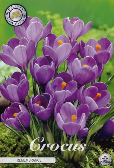Crocus Vanguard 10-pack