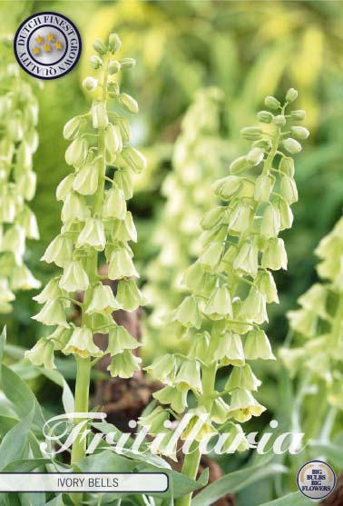 Fritillaria Ivory Bells 1-pack