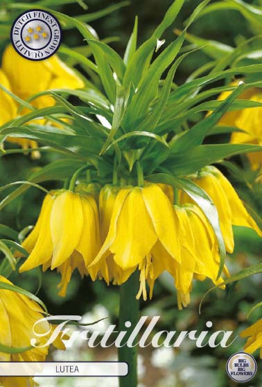 Fritillaria Lutea 1-pack