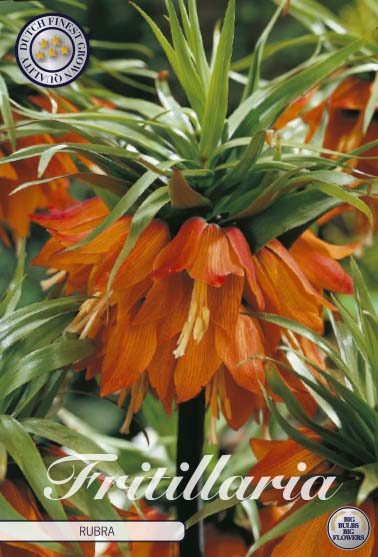 Fritillaria Rubra 1-pack