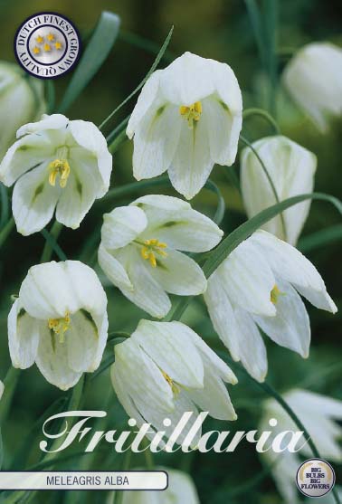 Fritillaria Meleagris Alba 10-pack