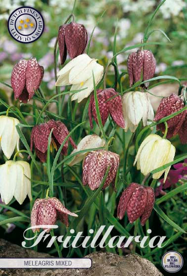 Fritillaria Meleagris Mixed 15-pack