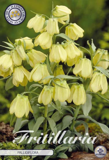 Fritillaria Pallidiflora 2-pack