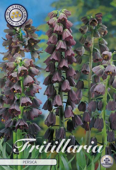 Fritillaria Persica 1-pack
