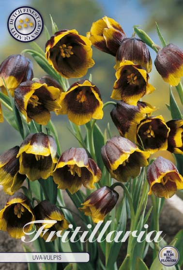 Fritillaria Uva vulpis 10-pack