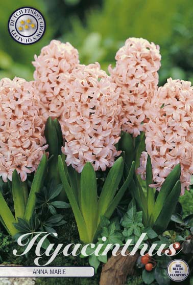 Hyacinthus Anna Marie 5-pack