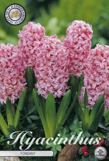 Hyacinthus Fondant 5-pack