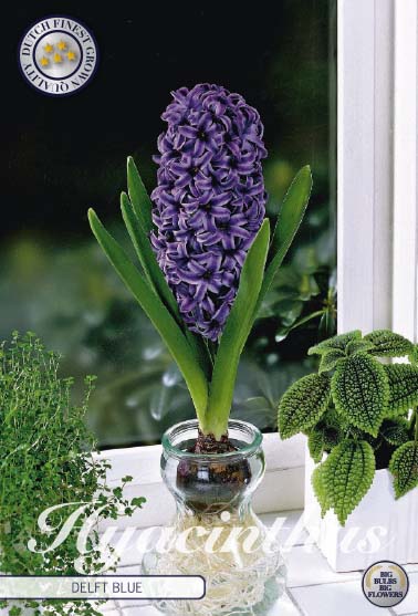 Hyacinthus Glas Hyacinth Delft Blue 3-pack