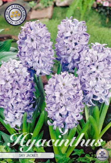 Hyacinthus Sky Jacket 5-pack