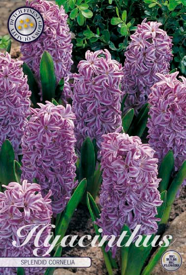 Hyacinthus Splendid Cornelia 5-pack