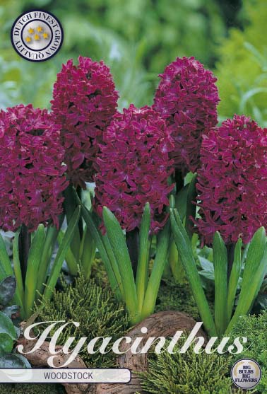 Hyacinthus Woodstock 5-pack