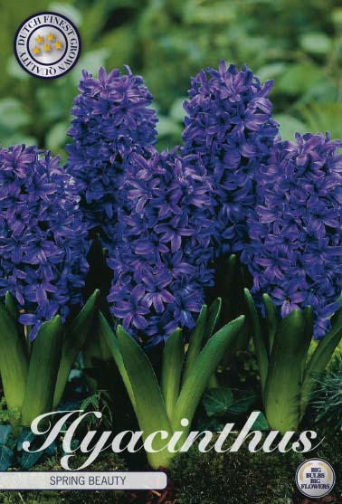 Hyacinthus Orientalis Mixed 5-pack