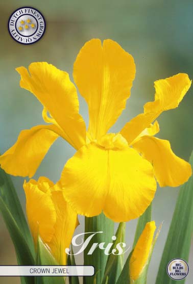 Iris Crown Jewel 15-pack