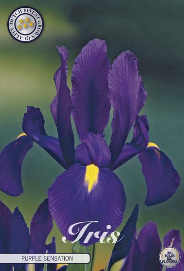 Iris Purple Sensation 15-pack