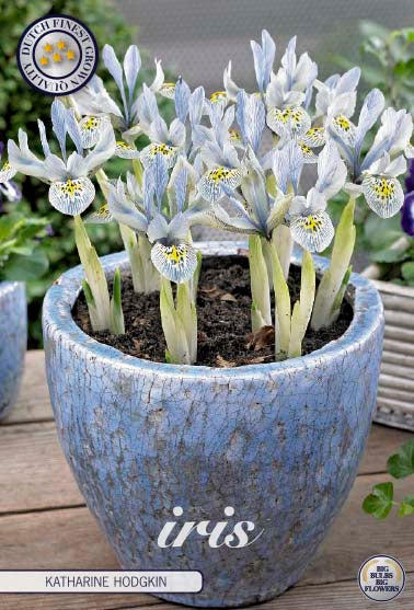 Iris Katharina Hodgkin 10-pack