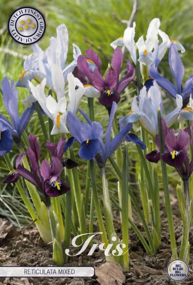 Iris Mixed 15-pack