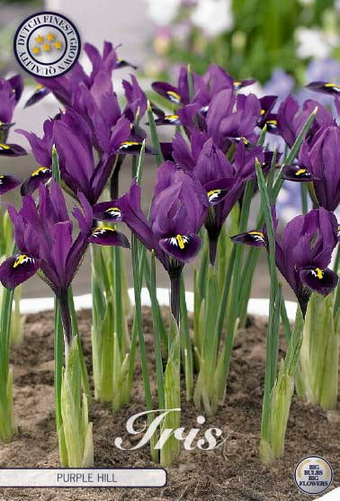 Iris Purple Hill 15-pack