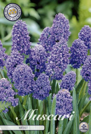 Muscari Artist 15-pack