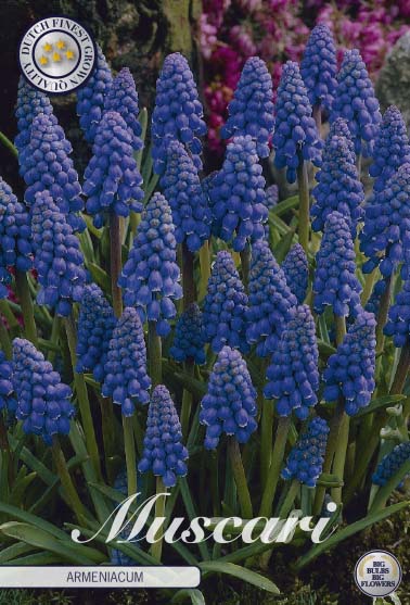 Muscari Armeniacum 20-pack
