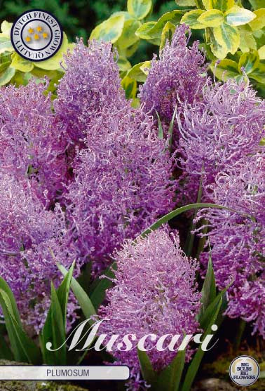 Muscari Plumosum 10-pack