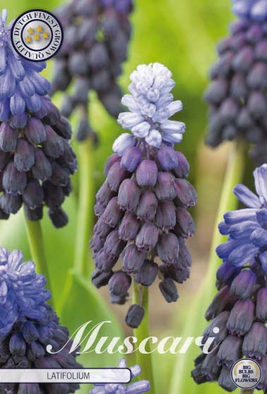 Muscari Latifolium 15-pack