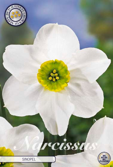 Narcissus Skype (NEW) 5-pack
