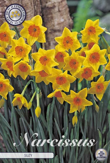 Narcissus Suzy 5-pack