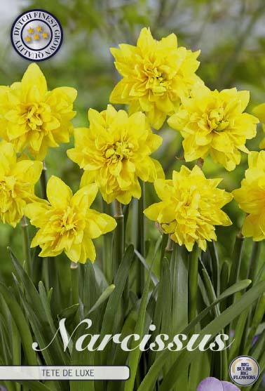 Narcissus Tête à Tête de Luxe 7-pack