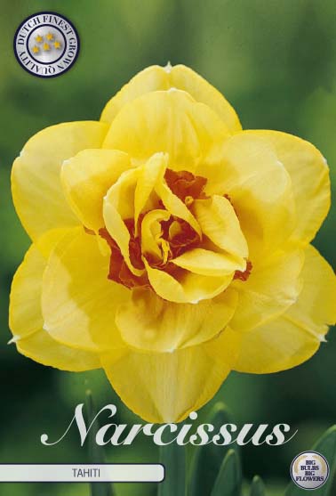 Narcissus Tahiti 5-pack