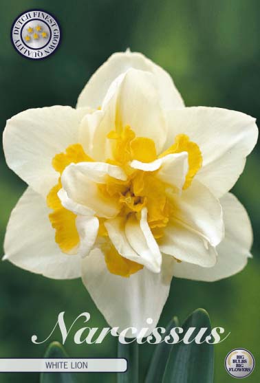 Narcissus White Lion 5-pack